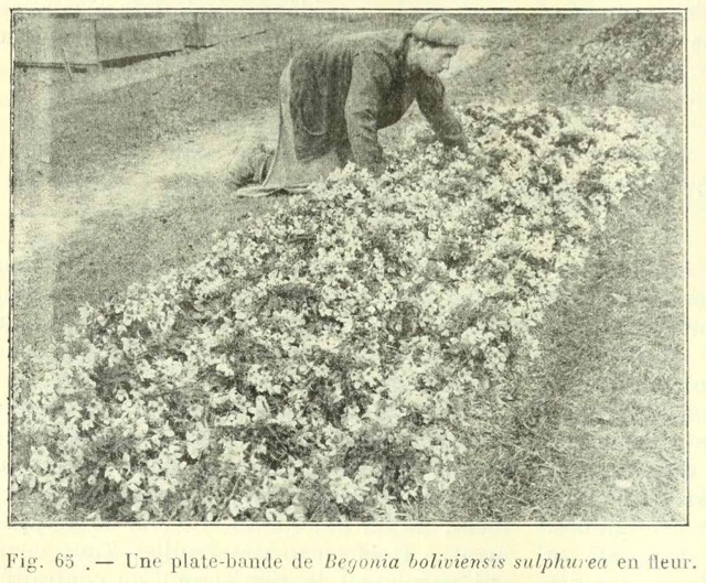 B. ‘boliviensis Sulphurea ’
